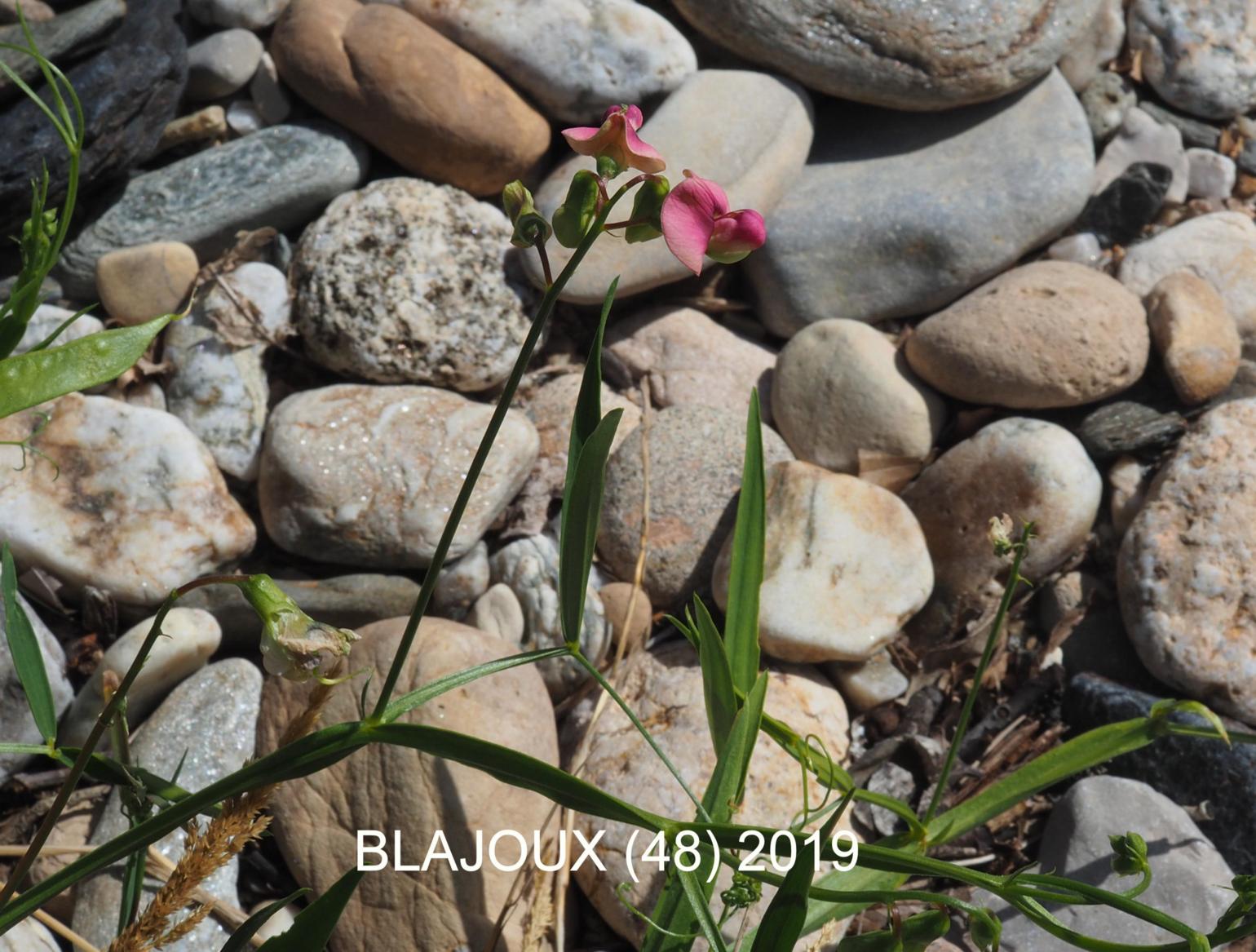 Everlasting-pea, Narrow-leaved